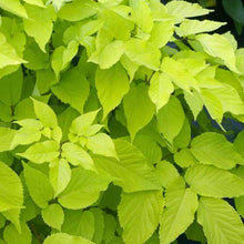 Load image into Gallery viewer, Aralia 'Sun King' / Golden Japanese Spikenard (2 gallon size)