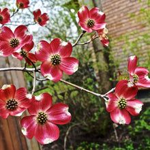 Load image into Gallery viewer, ...Tree: Cornus florida 'Cherokee Chief' / Flowering dogwood 3 gallon