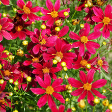 Load image into Gallery viewer, Coreopsis 'Red Satin'