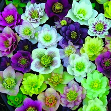 Load image into Gallery viewer, Helleborus 'Southern Belle Strain' / double-blooming Lenten Rose (quart)