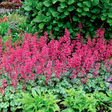 Load image into Gallery viewer, Heuchera 'Paris' / coral bells