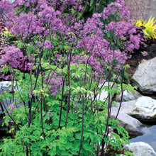 Load image into Gallery viewer, Thalictrum 'Black Stockings' / meadow rue