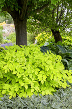 Load image into Gallery viewer, Aralia 'Sun King' / Golden Japanese Spikenard (2 gallon size)