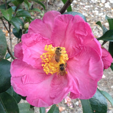 Load image into Gallery viewer, Camellia 'Pink Butterfly' 1 gallon size