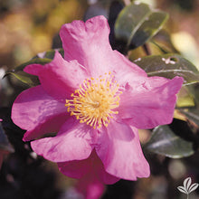 Load image into Gallery viewer, Camellia 'Pink Butterfly' 1 gallon size