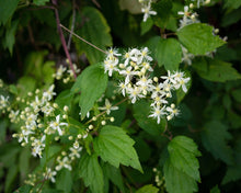 Load image into Gallery viewer, Clematis virginiana / Virgin's Bower