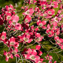 Load image into Gallery viewer, ...Tree: Cornus florida 'Cherokee Chief' / Flowering dogwood 3 gallon