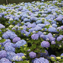 Load image into Gallery viewer, Hydrangea macrophylla 'Endless Summer' / mophead hydrangea 3 gallon size