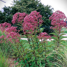 Load image into Gallery viewer, Eupatorium 'Gateway' / joe pye weed (quart)