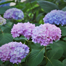 Load image into Gallery viewer, Hydrangea macrophylla 'Endless Summer' / mophead hydrangea 3 gallon size