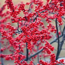 Load image into Gallery viewer, .Tree/shrub Ilex verticillata / winterberry gallon size