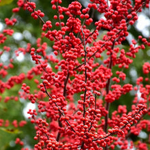 Load image into Gallery viewer, .Tree/shrub Ilex verticillata / winterberry gallon size