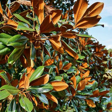 Load image into Gallery viewer, ...Tree: Southern Magnolia 'Bracken's Brown Beauty' 3 gallon
