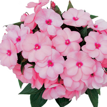 Load image into Gallery viewer, Hanging Basket 10-inch pot: New Guinea Impatiens pale pink