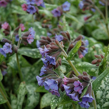 Load image into Gallery viewer, Pulmonaria 'High Contrast' / Lungwort