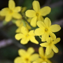 Load image into Gallery viewer, Jasminum nudiflorum / Winter Jasmine