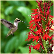 Load image into Gallery viewer, Lobelia 'Black Truffle' / Cardinal flower