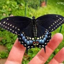 Load image into Gallery viewer, Parsley, curly, 4-inch pot(Herb)