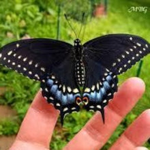 Load image into Gallery viewer, Parsley, flat, 4-inch pot (Herb)