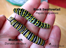 Load image into Gallery viewer, Dill, fernleaf,  4-inch pot (Herb)