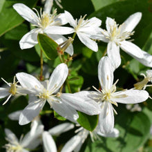 Load image into Gallery viewer, Clematis ternifolia / Sweet Autumn Clematis 1 gallon size
