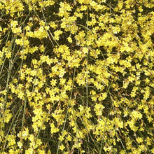 Load image into Gallery viewer, Jasminum nudiflorum / Winter Jasmine