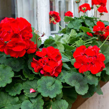 Load image into Gallery viewer, Hanging Basket 10-inch pot: Geraniums Red