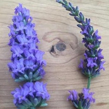 Load image into Gallery viewer, 'Sensational' has bigger flowers on more compact florets for more flower power!