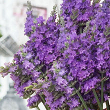 Load image into Gallery viewer, Lavandula 'Sensational' / Lavender