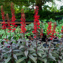 Load image into Gallery viewer, Lobelia 'Black Truffle' / Cardinal flower