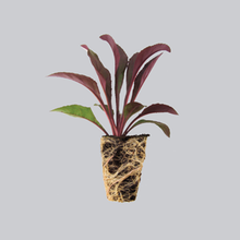 Load image into Gallery viewer, Asclepias tuberosa / Butterfly weed