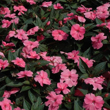 Load image into Gallery viewer, Hanging Basket 10-inch pot: New Guinea Impatiens pale pink
