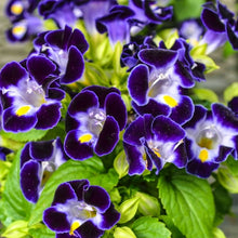 Load image into Gallery viewer, Torenia Mix 4-pack (Annual)