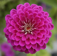 Load image into Gallery viewer, Zinnia Magellan Pink 4-pack (Annual)