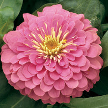 Load image into Gallery viewer, Zinnia Magellan Pink 4-pack (Annual)