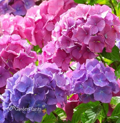 Hydrangea macrophylla Merritt's Supreme (1 gallon size)