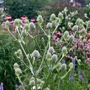 Eryngium yuccifolium / rattlesnake master