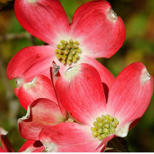 Load image into Gallery viewer, ...Tree: Cornus florida 'Cherokee Chief' / Flowering dogwood 3 gallon
