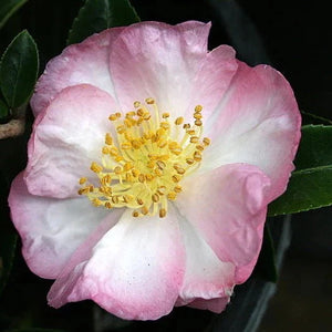 Camellia 'Apple Blossom' 1 gallon size