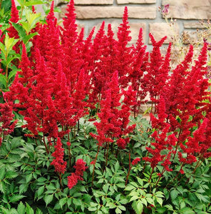 Astilbe 'Fanal'