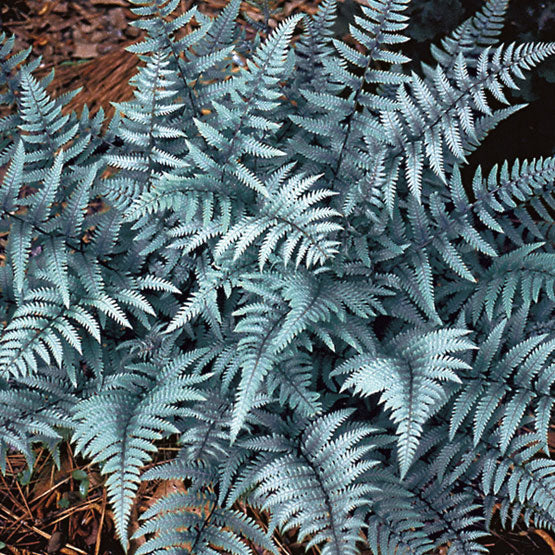 Athyrium 'Ghost' / ghost painted fern