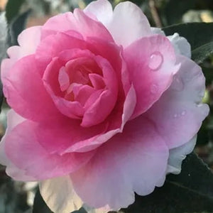 Camellia 'Dream Weaver' 1 gallon size