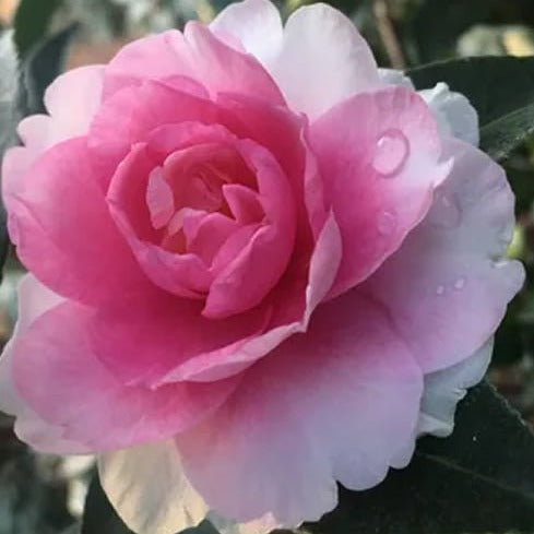 Camellia 'Dream Weaver' 1 gallon size