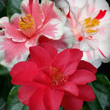 Load image into Gallery viewer, Camellia &#39;Lady Vansittart&#39; 1 gallon size
