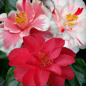 Camellia 'Lady Vansittart' 1 gallon size