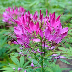 Cleome / Spider flower