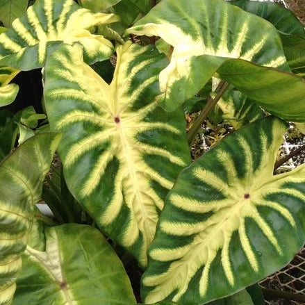 Colocasia Royal Hawaiian Maui Sunrise/ elephant ear (gallon size)