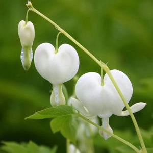 Dicentra spectablis / bleeding heart