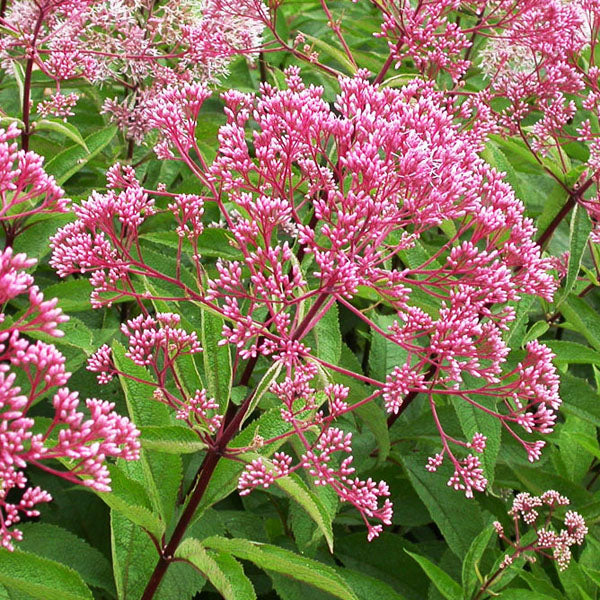 Eupatorium 'LIttle Joe' / joe pye weed