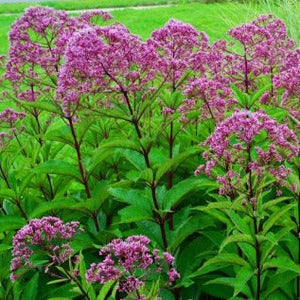 Eupatorium 'LIttle Joe' / joe pye weed